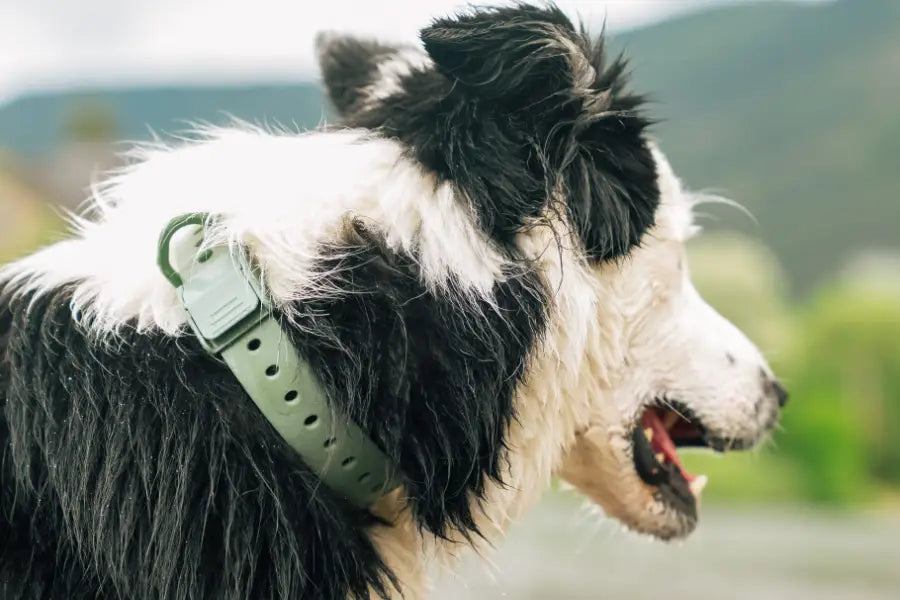 Lightweight Dog Collars: How to Choose Light Hardware That Stays Comfortable