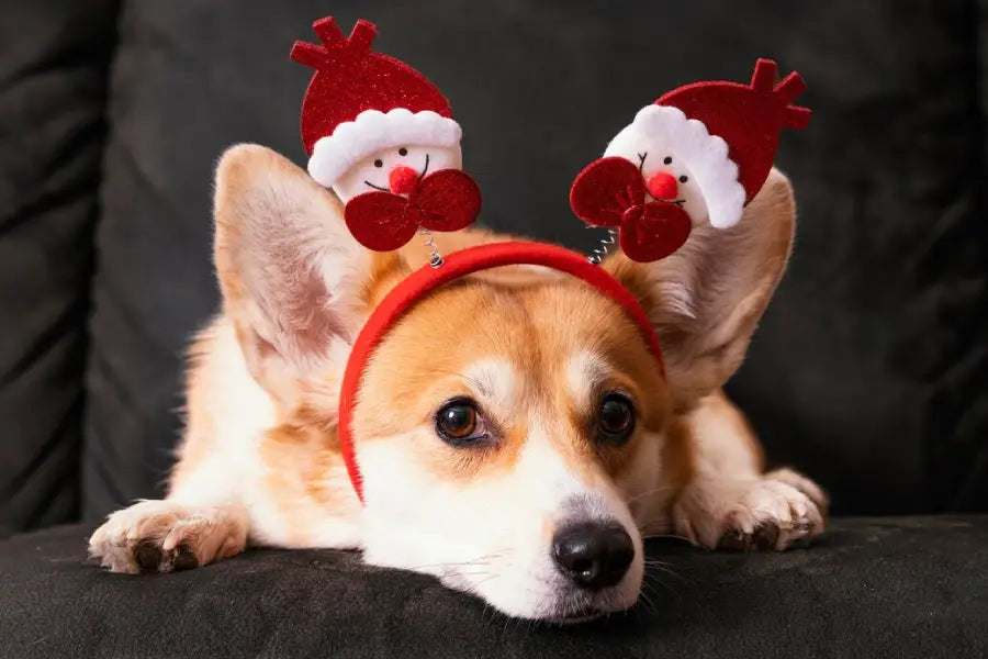 Seasonal & Holiday Dog Collars: Care Tips for Special-Occasion Wear