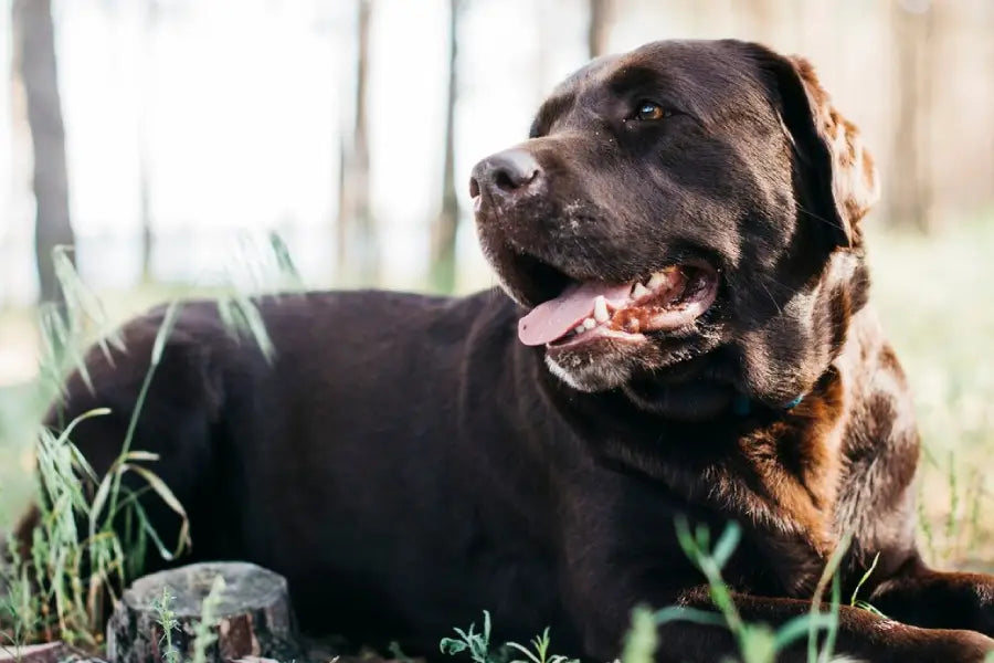ID Collars for Large Dogs: Bigger Text, Stronger Hardware, and a Fit That Stays Put