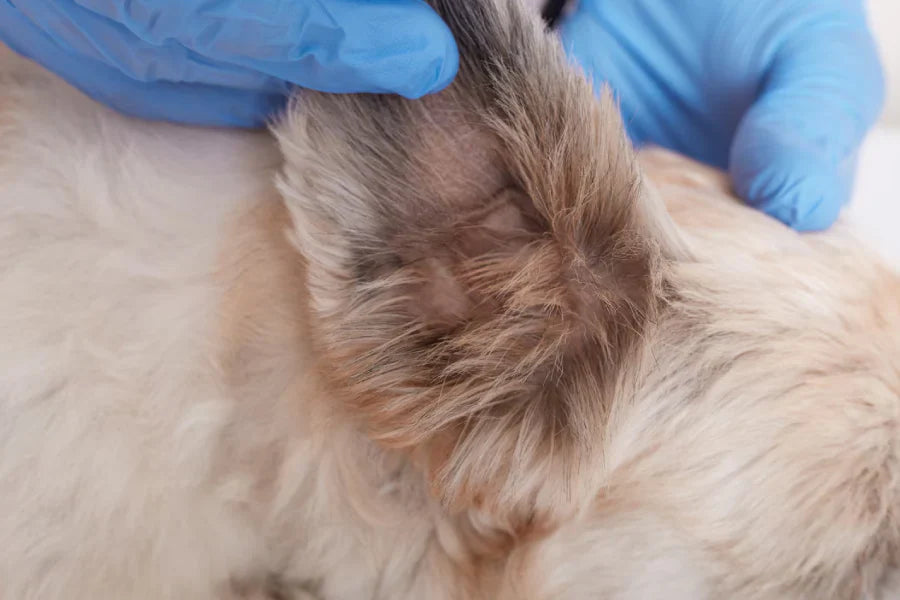 What's the Best Flea Collar for Dogs? A Complete Guide to Finding the Right Solution