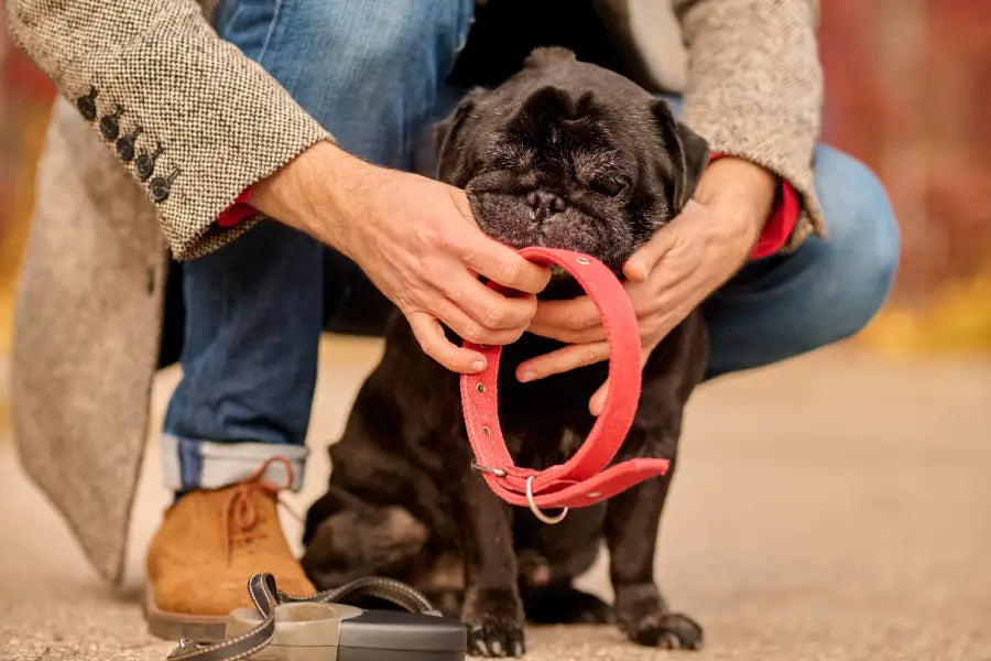 Narrow Dog Collars: When They’re the Right Choice