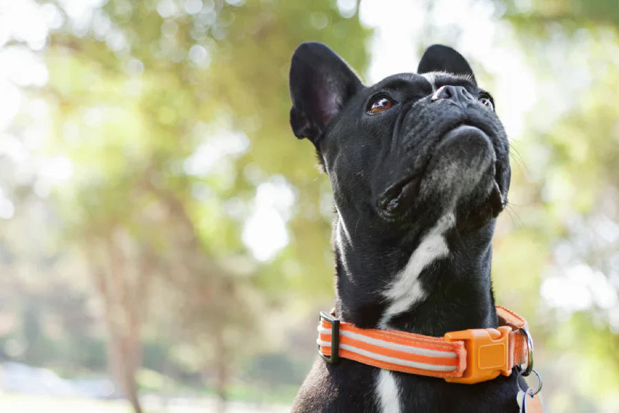 Classic Nylon Dog Collars: Fit, Comfort, and Care That Actually Works
