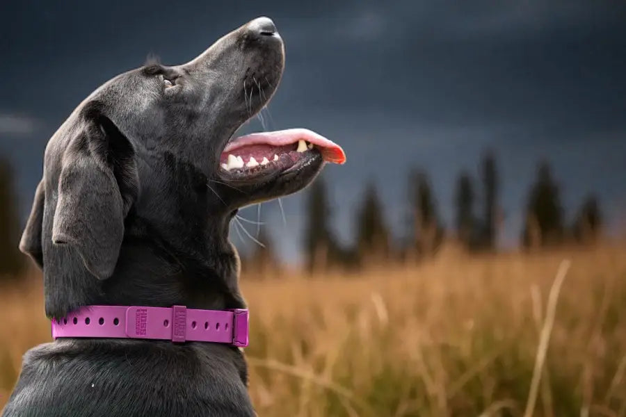 Guide to Pink Dog Collars: Style, Durability & Outdoor Performance