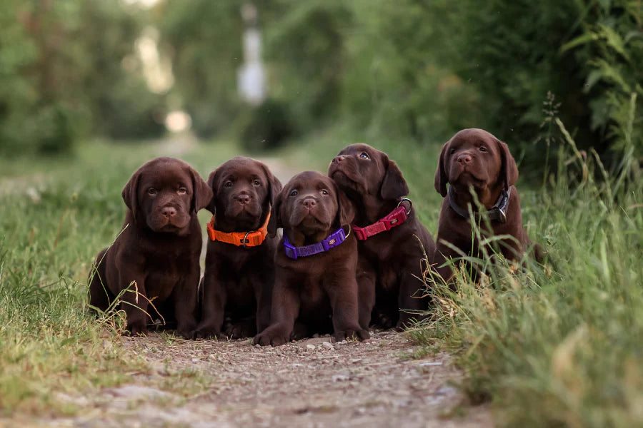 ID Collars for Puppies