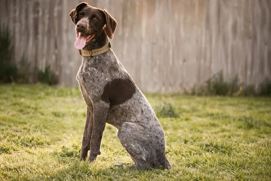 Quick-Release Buckle Dog Collars: Fit, Comfort, Wear Patterns, and How to Choose the Right One