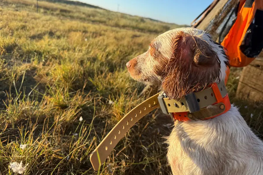 How to Choose the Best Training Collar for Small Dogs?