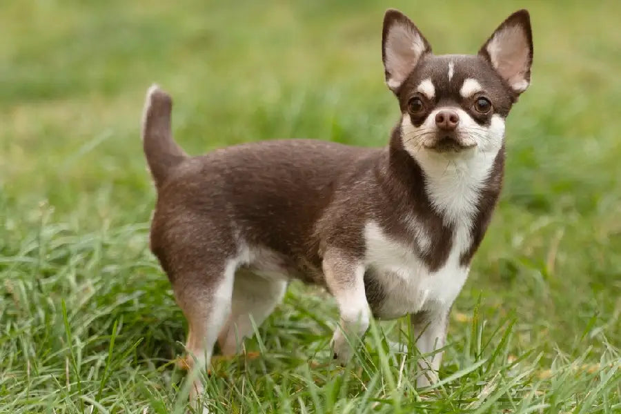 ID Collars for Small Dogs: Keep the Tag Light and the Fit Secure