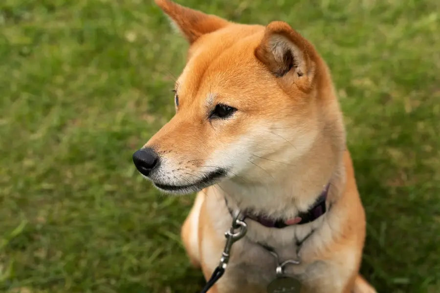 Top-Rated Everyday Dog Collars: Features That Earn Trust