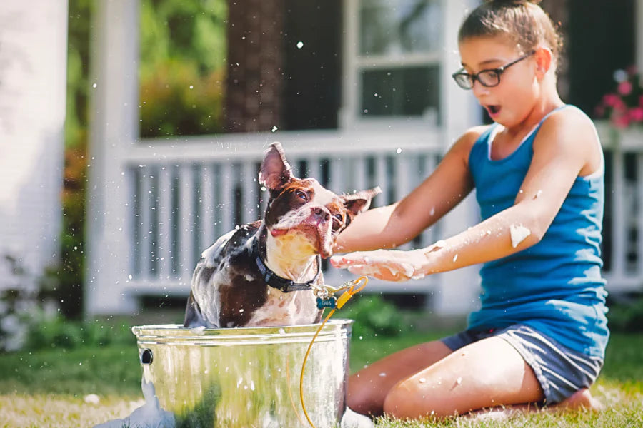 Washable Dog Collars