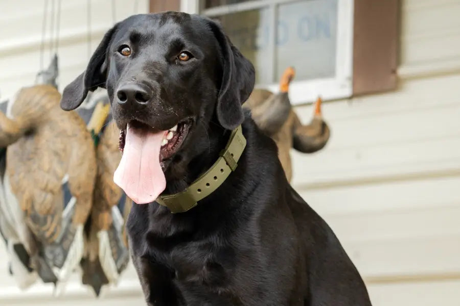 Dog Recovery Collars Explained: Protection & Care for Your Dog's Healing