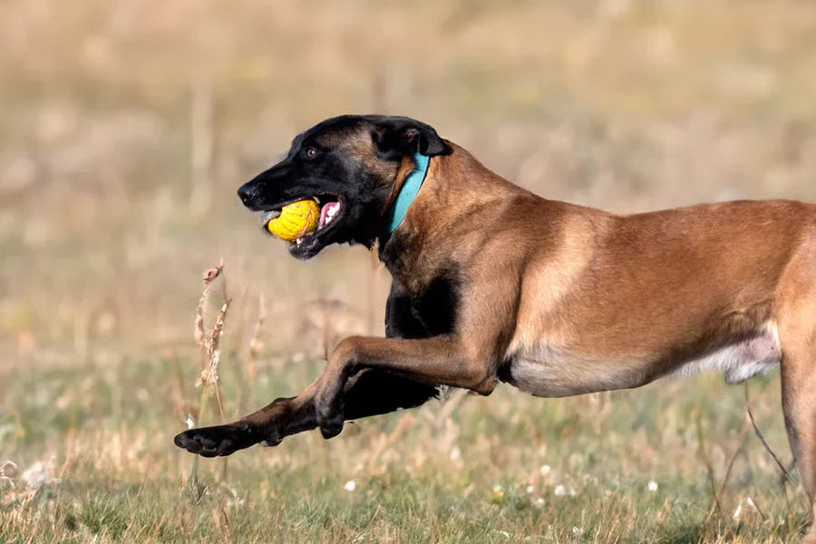 Soft Webbing Dog Collars