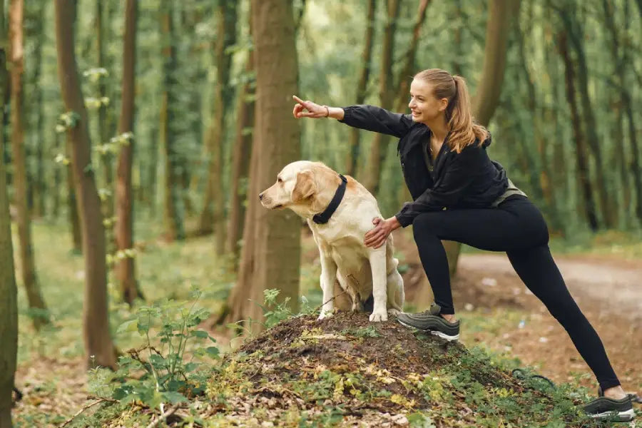 Dog Collars by Width (Narrow to Wide): How to Pick the Right Fit for Comfort and Control