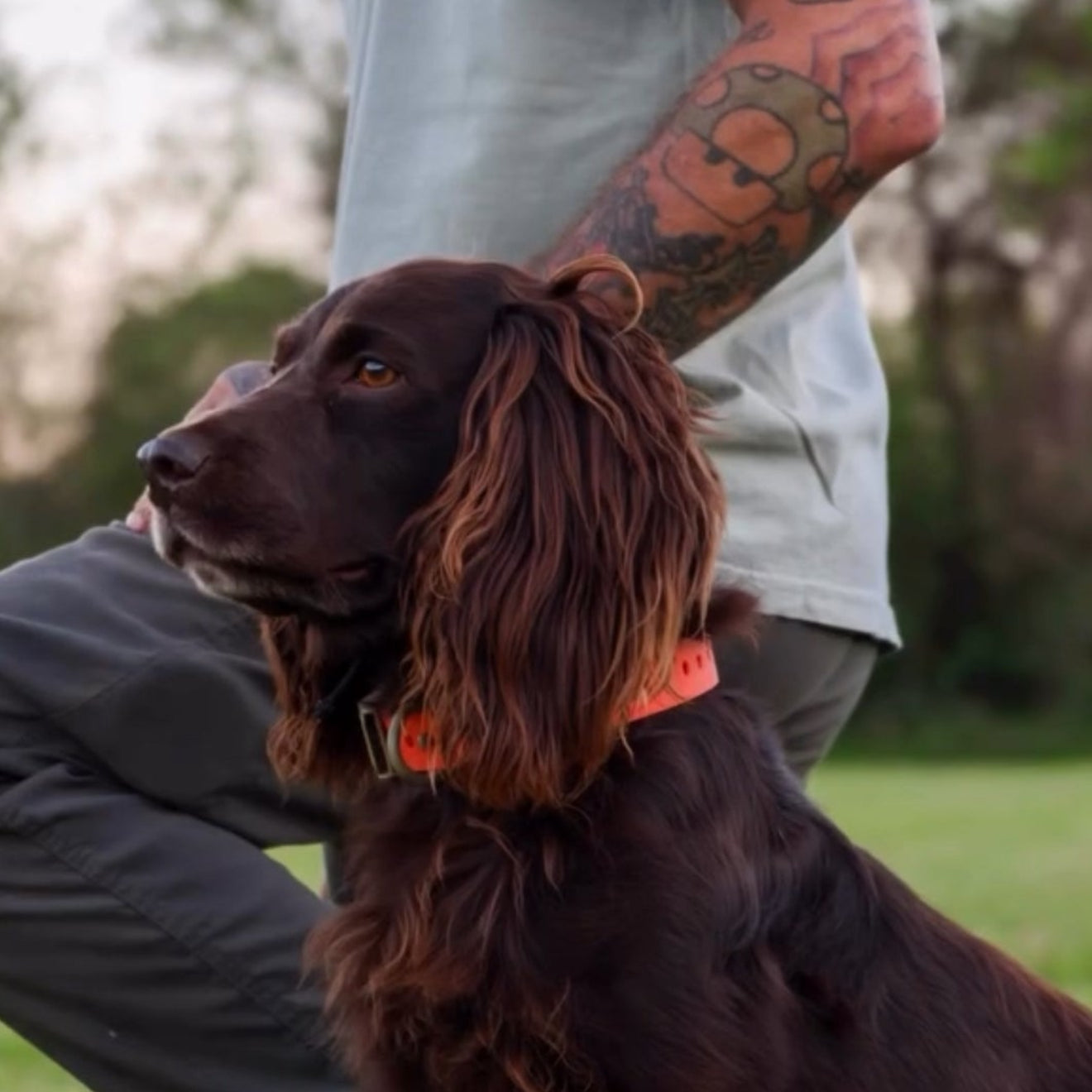 FIELD COLLARS