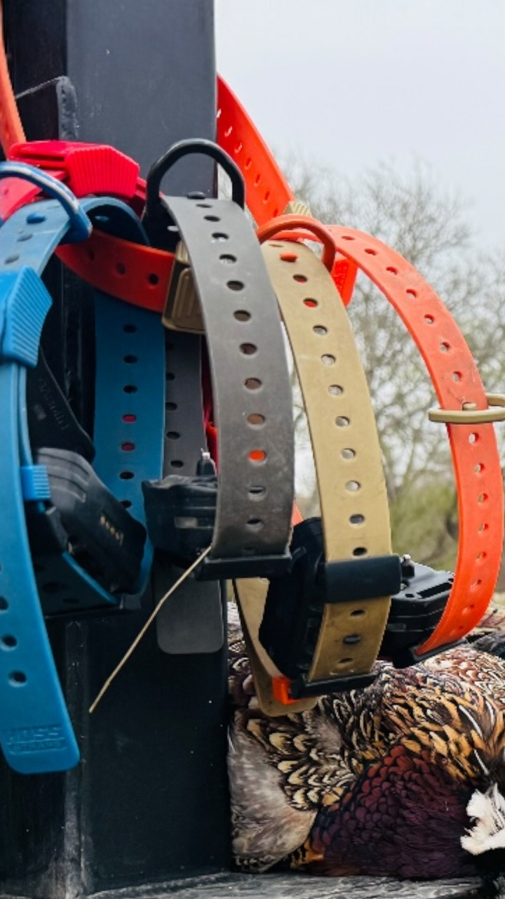 Training Collar Setup