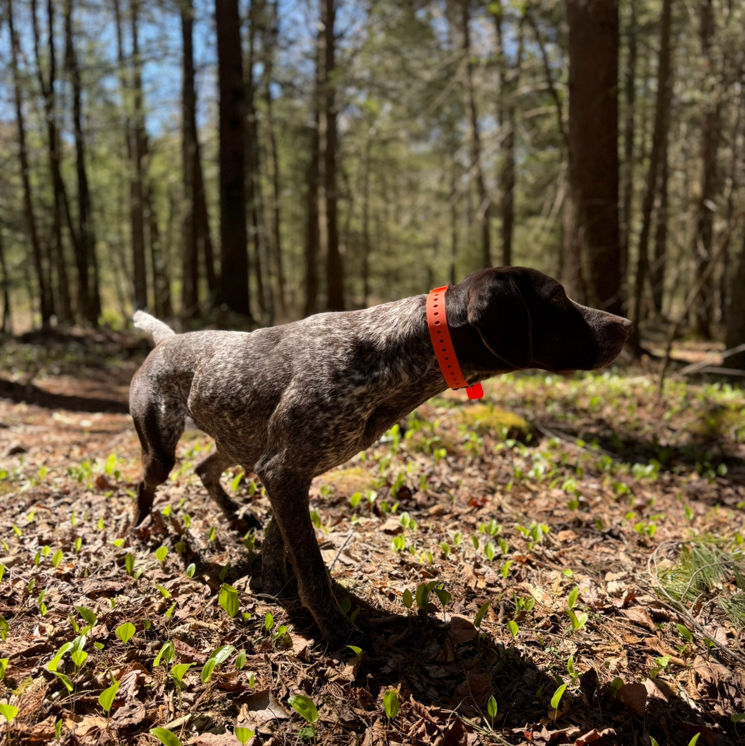 FIELD COLLAR