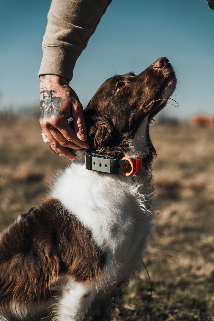 Field Collar — Complete System