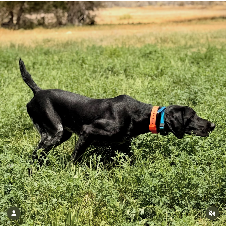 FIELD COLLAR