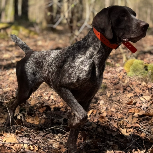 Dog walking through a forest with trees and clear sky in the background