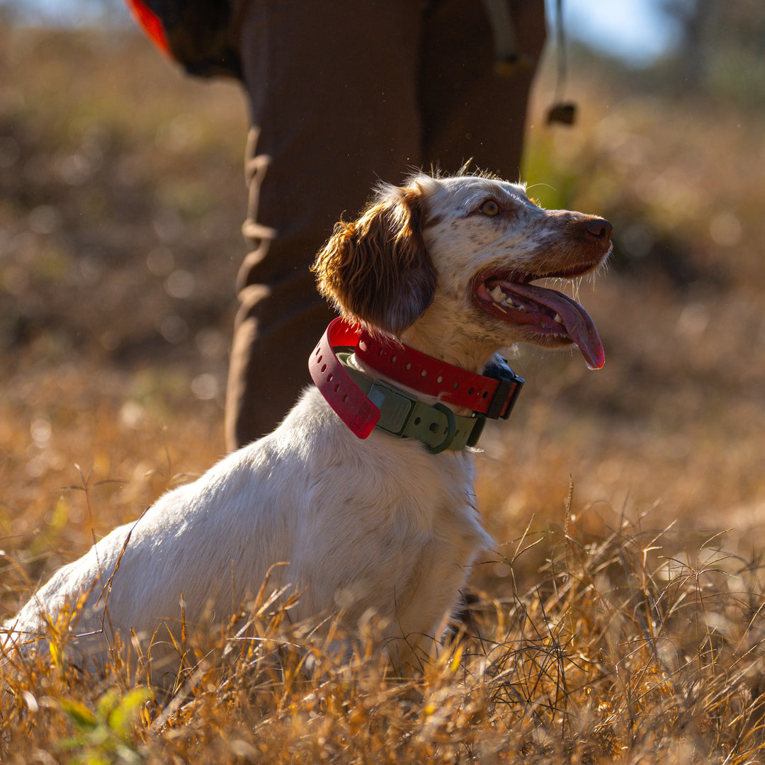 Training Collar Setup