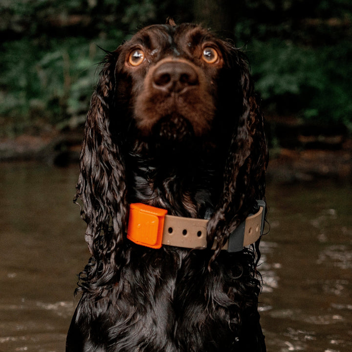 D-Ring Dog Collar
