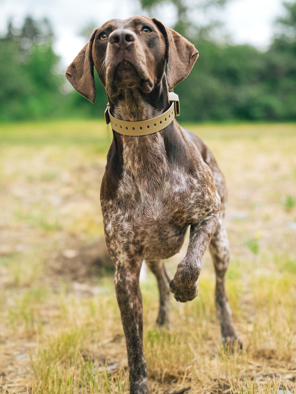 D-Ring Dog Collar