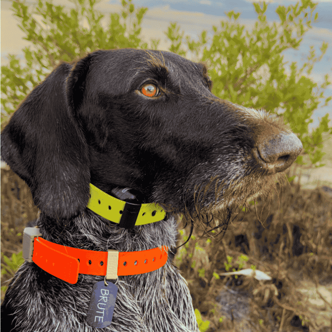 Training Collar Setup