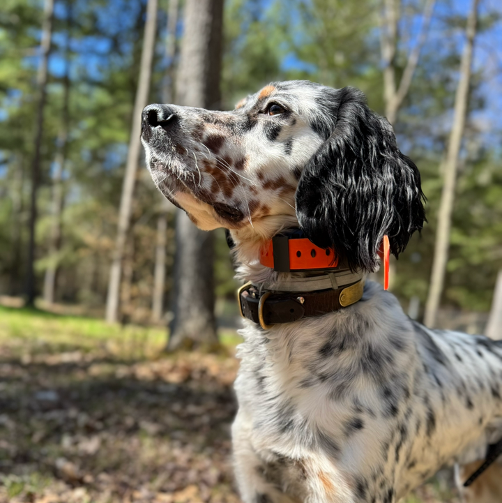 Training Collar Setup