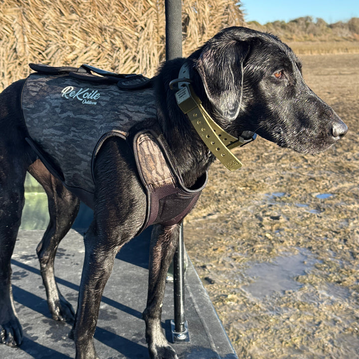 Training Collar Setup