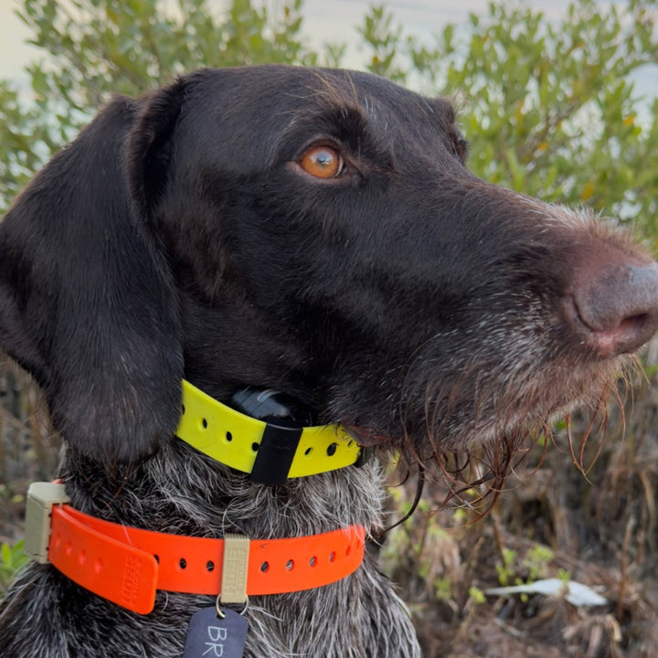FIELD COLLAR