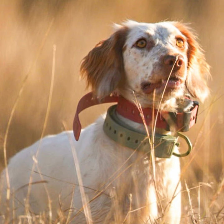Field Collar — Complete System