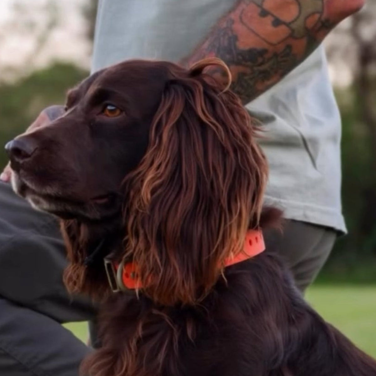 Premium Dog Collars | Order Now | Hoss Straps