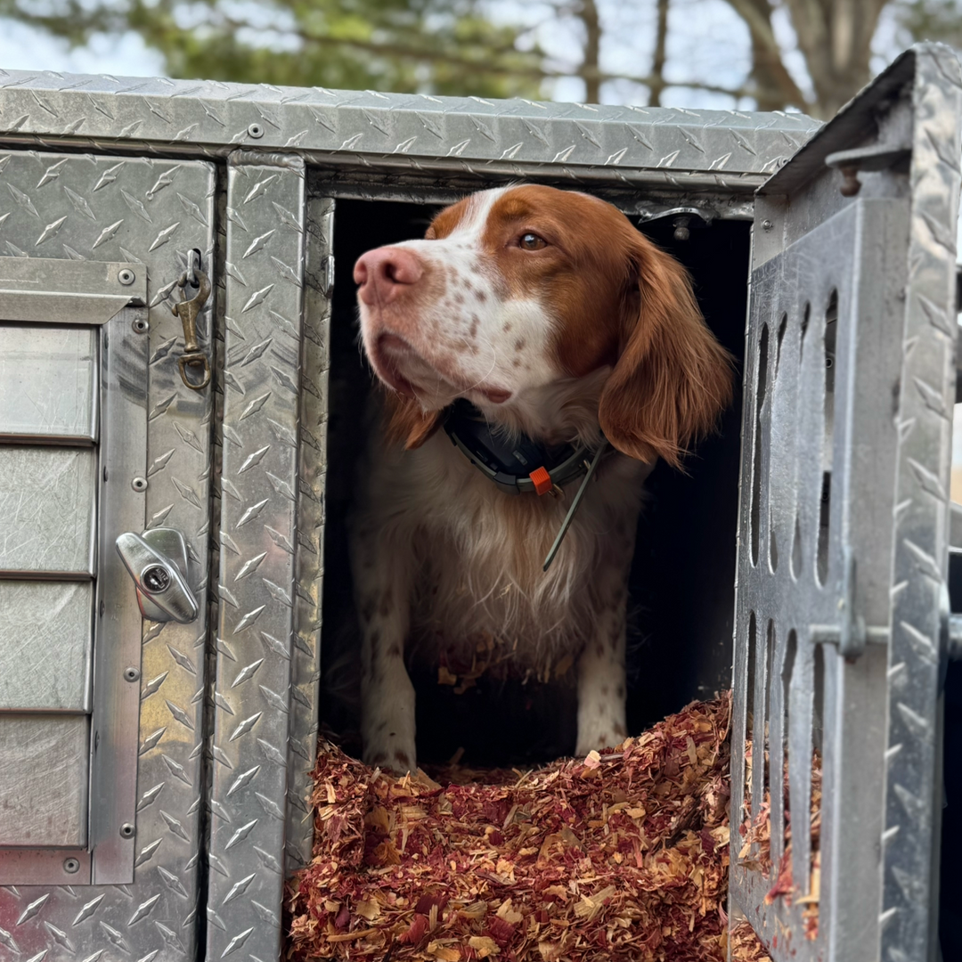Dog peeking out of a metal doghouse with a natural background