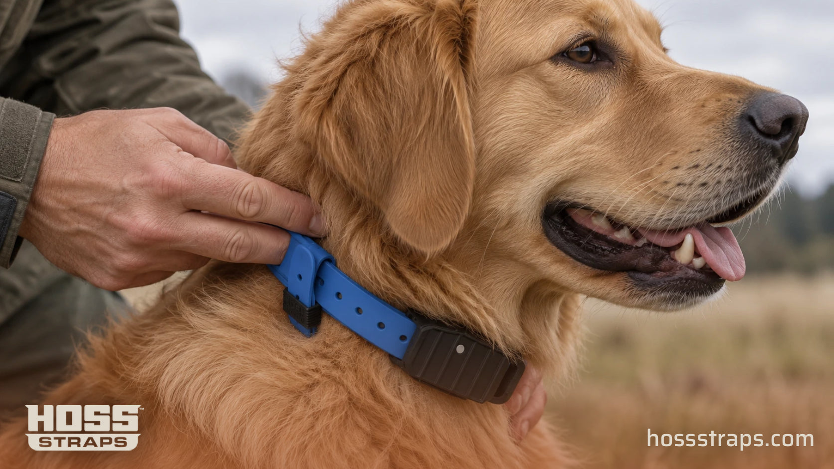 Handler checking the fit of a cobalt blue HOSS strap on a golden retriever