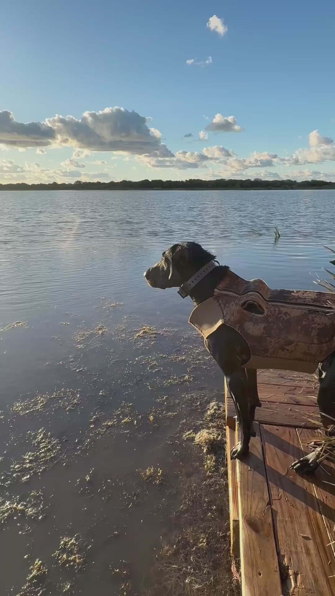 Training Collar Setup