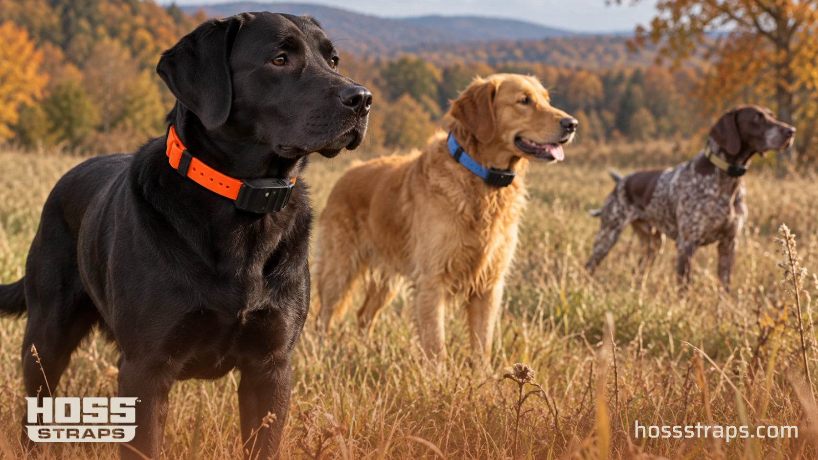 Three working dogs wearing orange, blue and tan HOSS e-collar straps in an autumn field